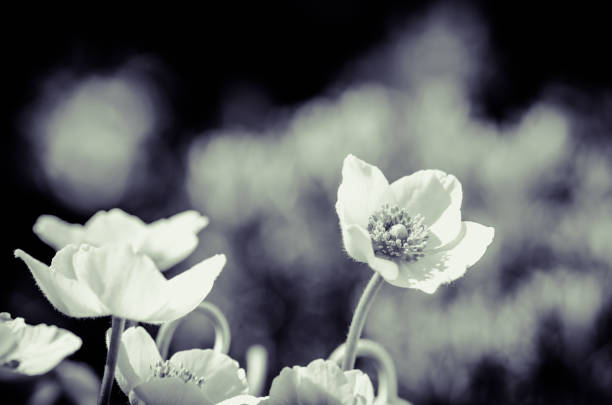 Poppy in macro