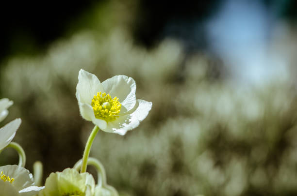 group of spring white anemone flowers, pastel tone