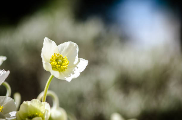wildflodwer
