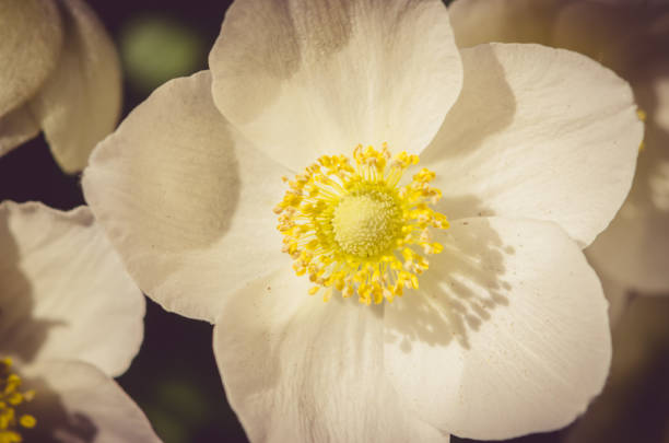 Close-up of windflower / wood anemone (Anemone nemorosa). Selective focus and shallow depth of field.