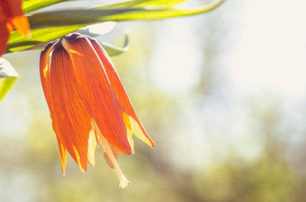 mejestic orange blooming royal crown flowers in spring sunny day