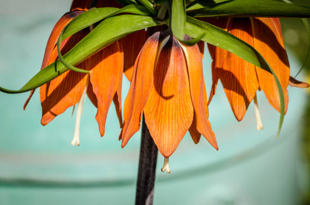 mejestic orange blooming royal crown flowers in spring sunny day
