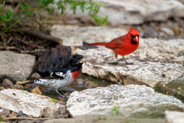 birds feed on the ground in southern Texas