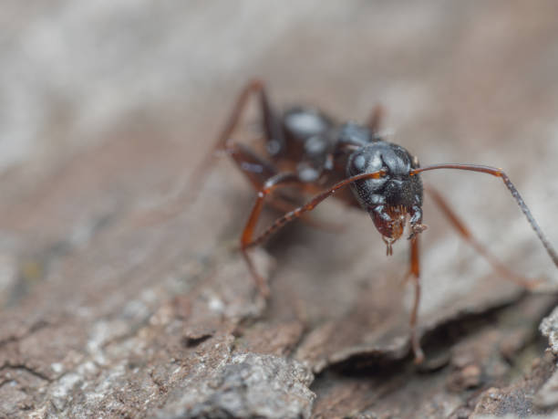 istock Macro shot of an ant from the front looking into the camera with its mandibles open. 2196978683