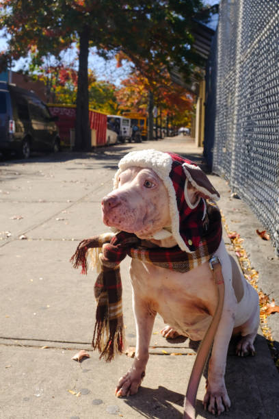 White Pit Bull Sitting on Sidewalk Wearing Trapper Hat and Scarf in New York, New York, United States