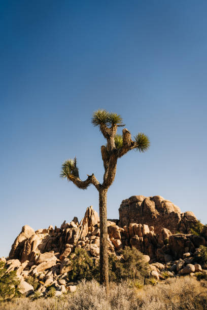 istock Lone Joshua tree against rocky formations and clear blue sky 2196979001