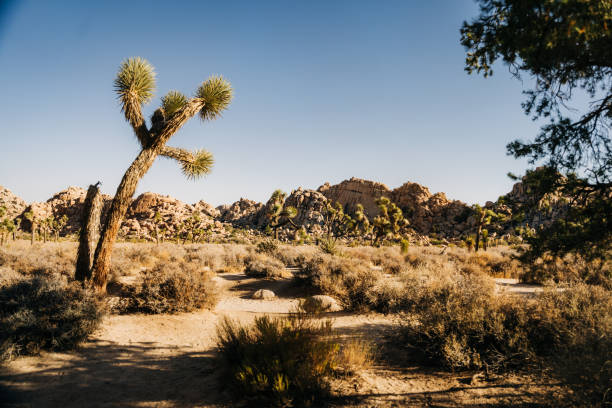 istock Leaning Joshua tree with rocky desert landscape in background 2196979002