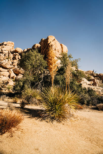istock Desert yucca plant with rocky outcrop under clear blue sky 2196979006