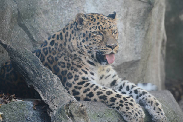 close-up of a leopard