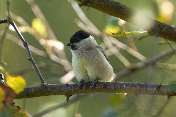 istock Small Songbird Perched on a Tree Branch in Natural Habitat 2196980557
