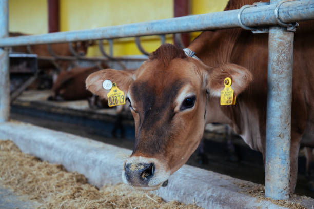 istock Close-up of a tagged dairy cow. 2196980947