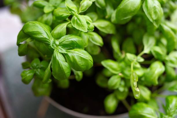 istock Fresh basil leaves growing in a pot  during daylight 2196981562