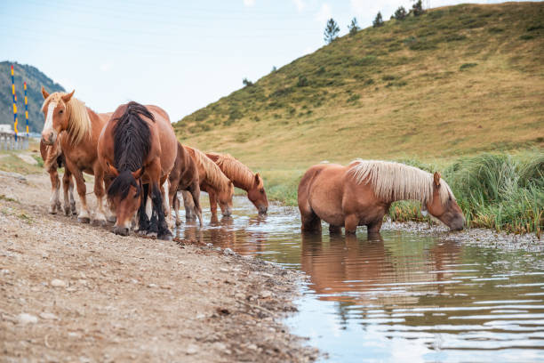 Horses grazing serenely in valley in Val d'Aran, Catalonia, Spain