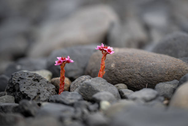 flowers on black volcanic sand in Iceland in Hvolsvöllur, Rangárþing eystra, Iceland