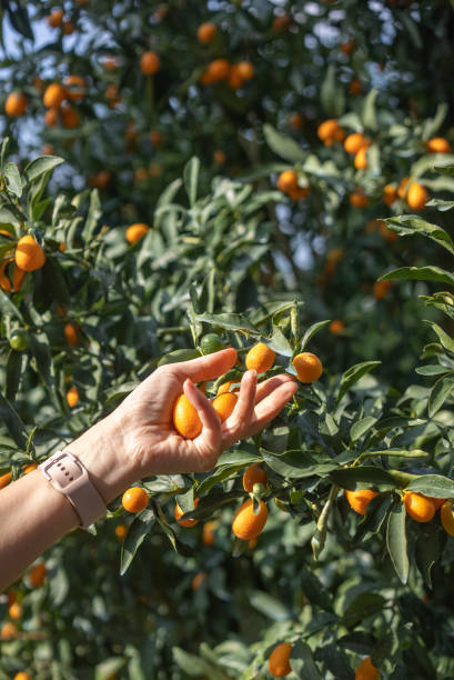 istock Woman hand picking Cumquat 2196982295