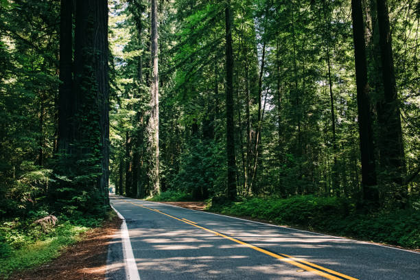 istock Scenic winding road through towering redwood trees in a forested area 2196982597
