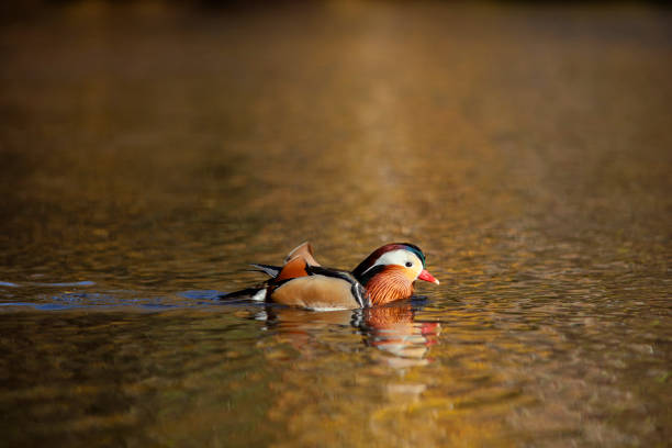 Couple of birds swimming in water