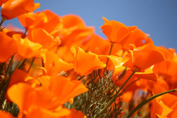 istock Bright orange poppies in full bloom against a clear blue sky. 2196982699