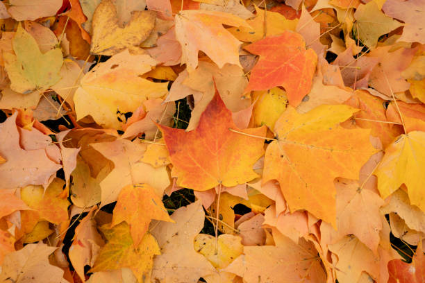 istock Flat-lay of red, orange, yellow fallen leaves on forest floor 2196983044