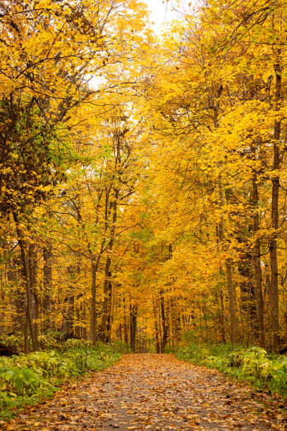 istock Autumn leaf-covered path with yellow and orange trees 2196983051