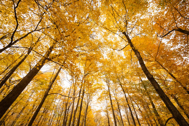 istock Midwest fall color yellow and orange leaves looking up 2196983063