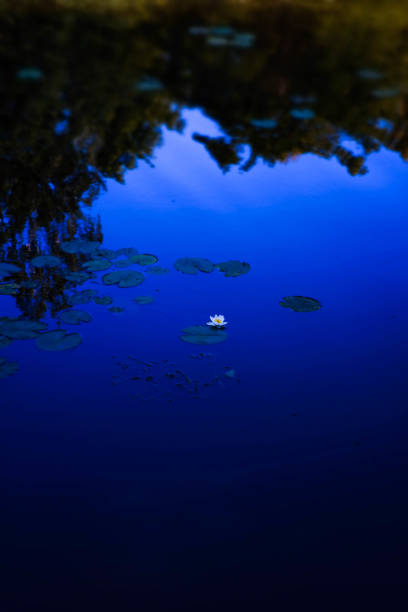 Water lily flowers in lake at Abant National Park,Turkey