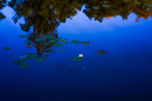 Single white water lilly and sky reflecting on the water pond in Wrocław, Lower Silesian Voivodeship, Poland
