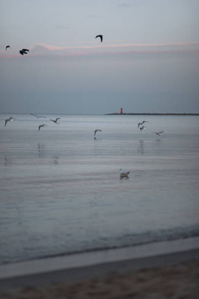 istock Coastal Birds Faint Light 2196983605