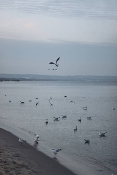 istock Birds on Water and Land 2196983696