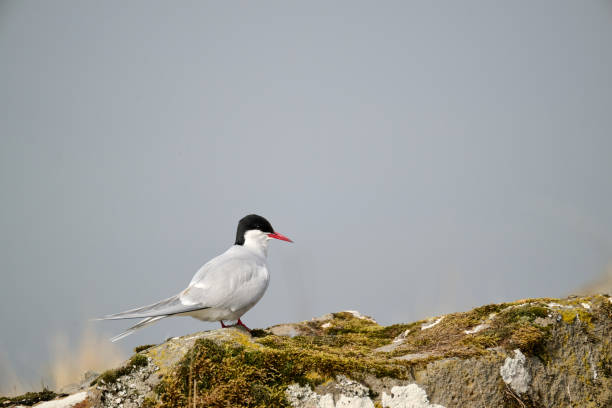 Bird sitting on moss covered rock under clear sky in Reykjavík, Reykjavíkurborg, Iceland