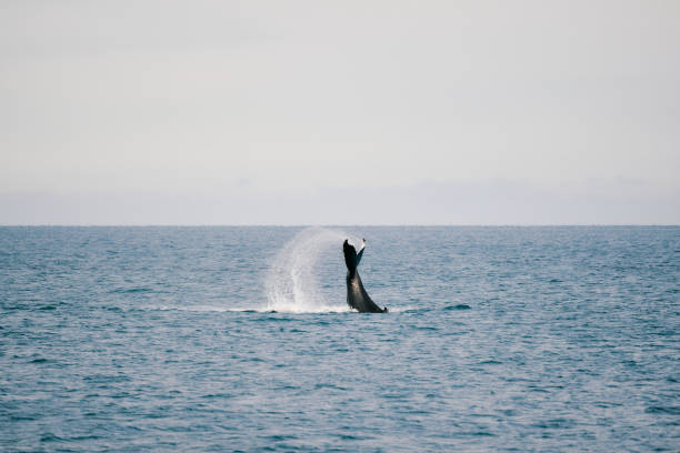 istock Whale splashing tail in rippling seawater 2196985215