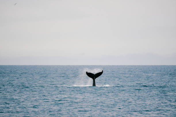 istock Diving whale with tail on splashing rippling shining seawater 2196985219
