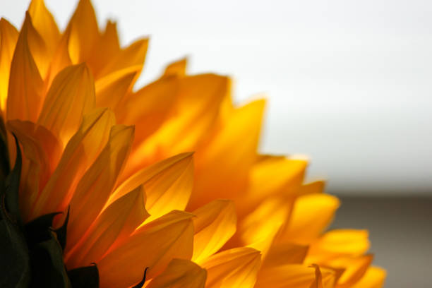 High Close Focus Sunflower Yellow Petals in Houston, Texas, United States