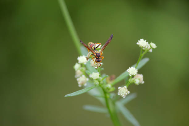 istock Red and Yellow Wasp Collecting Pollen On A White flowwer 2196985902