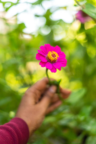 Hand holding a bright pink Zinnia flower with green background in Roseville, California, United States