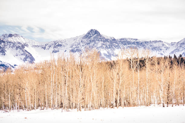 mountains behind a winter aspen grove landscape in Ridgway, Colorado, United States