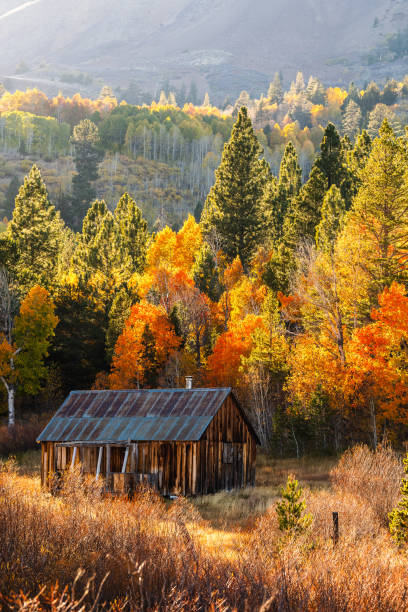 istock Rustic cabin illuminated by warm sunlight and autumn foliage 2196986174