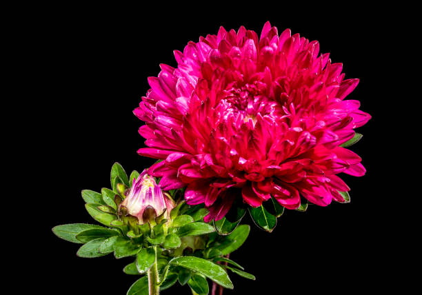 istock Blooming red aster Lady Coral on a black background 2196986276