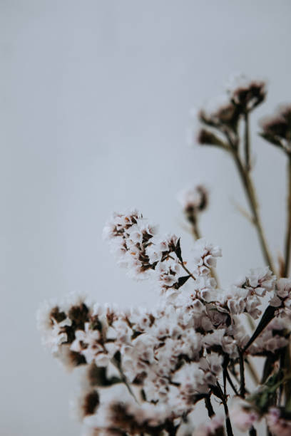istock white dry flowers on a bright foyer 2196986409