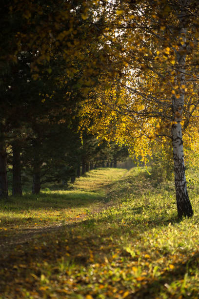 istock Fabulous autumn birch forest in Siberia 2196986548