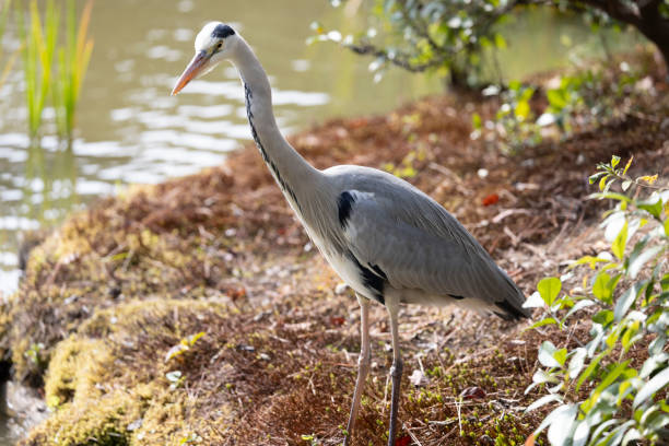 istock Majestic Heron Amidst Kyoto's Tranquil Gardens 2196986775