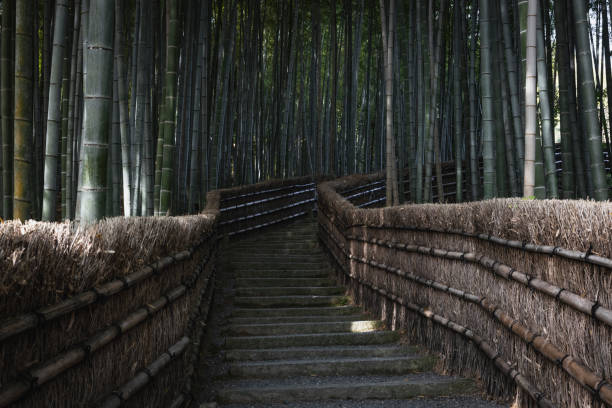 istock bambu forest in kyoto´s temple 2196986828