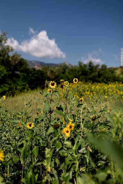istock Sunflowers in Field in Colorado 2196986910
