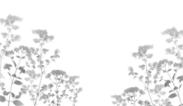 istock Blurred gray shadows from wildflowers isolated on white background. 2196986996