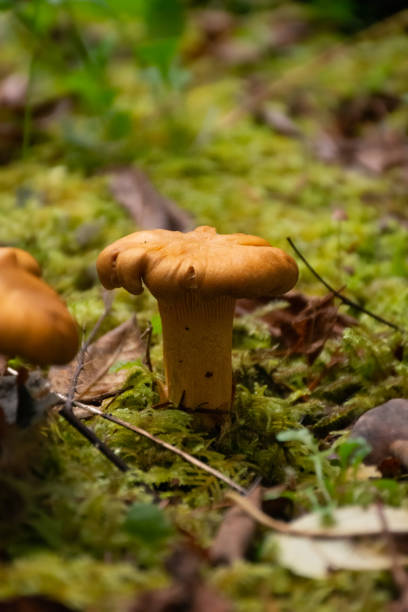 Chantrelle mushroom and bright green moss. in Elma, Washington, United States