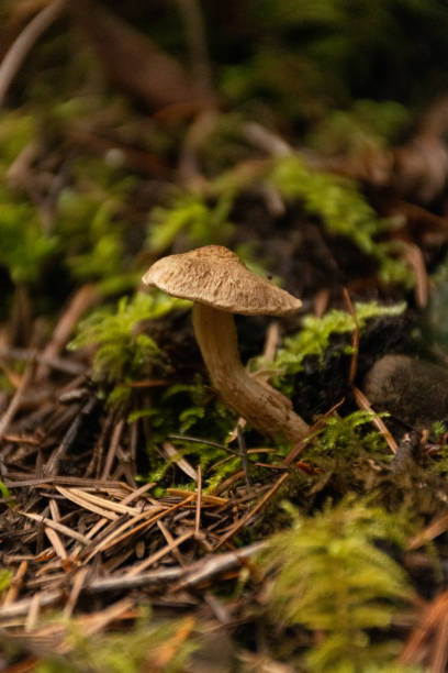 istock Small tan mushroom in pine needles on the forest floor. 2196987080