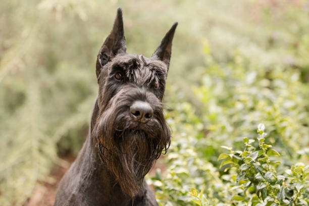 istock Black giant schauzer dog looking 2196987102