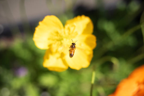 Bee flying toward yellow poppy flower in bloom in Melbourne, Victoria, Australia