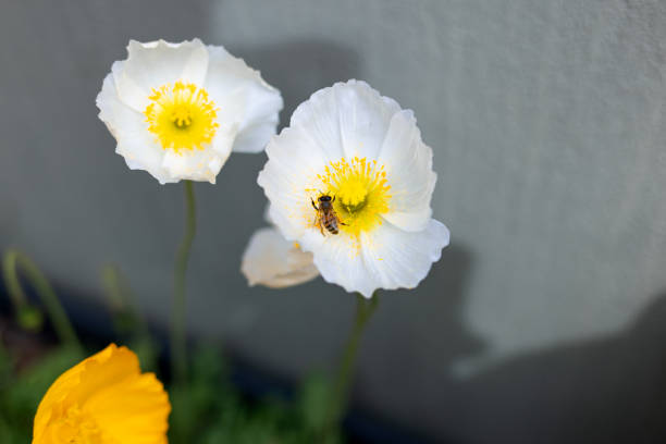 The sweet-scented blossoms of Iceland poppy sit atop two foot stems that rise from low-growing, clumped foliage. The blossoms are abundant and brilliant, and create a striking display. The petals have a crinkled silk appearance, and come in shades of yellow, white, orange and pale red. Most are single forms, but semi-doubles are sometimes seen.