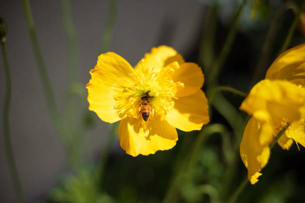 Bee collecting pollen from yellow poppy in sunlight in Melbourne, Victoria, Australia